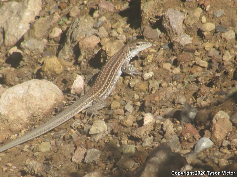 Chihuahuan Spotted Whiptail (Aspidoscelis exsanguis)