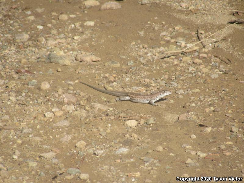 Chihuahuan Spotted Whiptail (Aspidoscelis exsanguis)