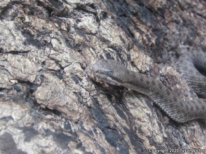 Western Twin-spotted Rattlesnake (Crotalus pricei pricei)