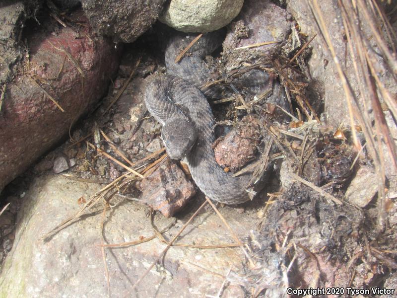 Western Twin-spotted Rattlesnake (Crotalus pricei pricei)