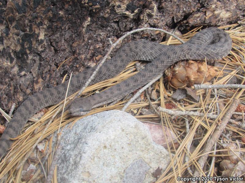 Western Twin-spotted Rattlesnake (Crotalus pricei pricei)