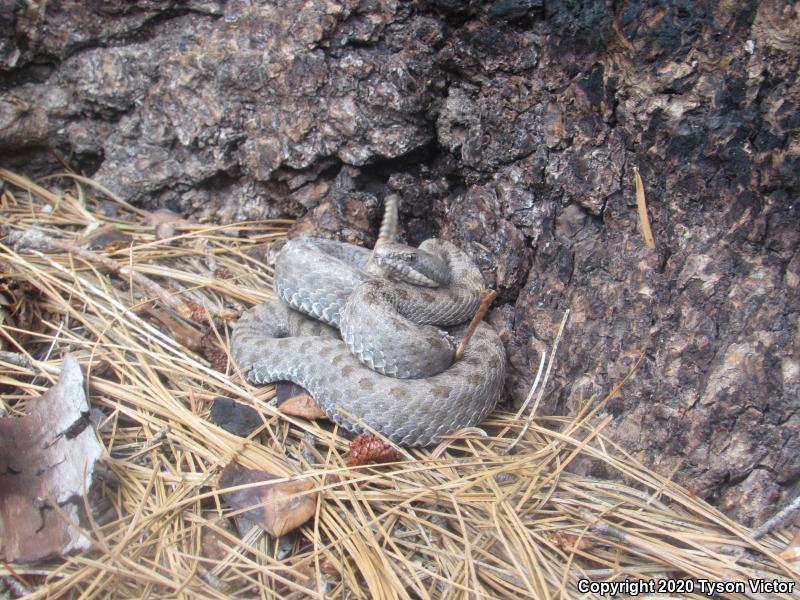 Western Twin-spotted Rattlesnake (Crotalus pricei pricei)