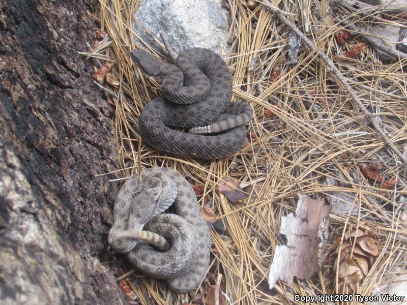 Western Twin-spotted Rattlesnake (Crotalus pricei pricei)