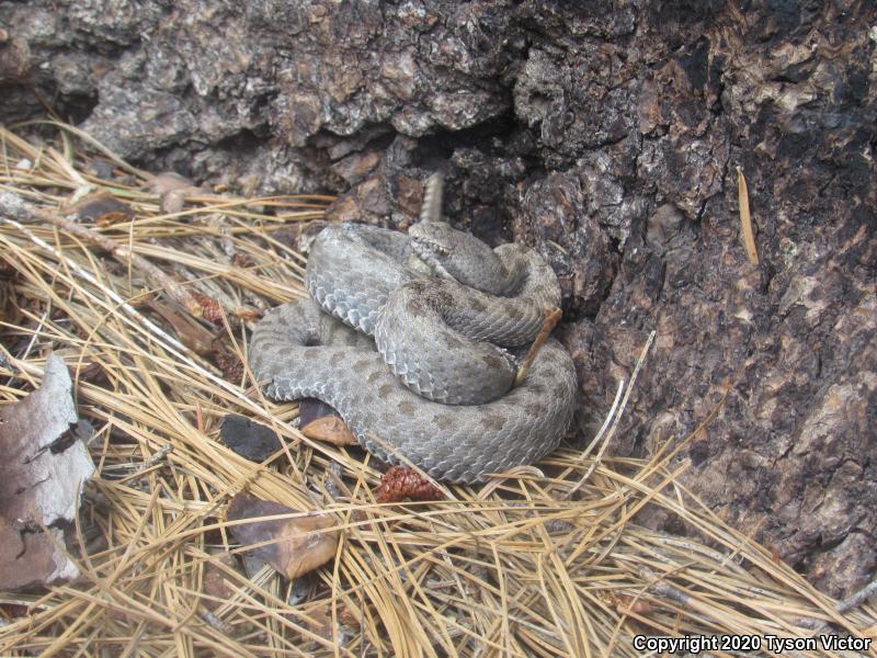 Western Twin-spotted Rattlesnake (Crotalus pricei pricei)