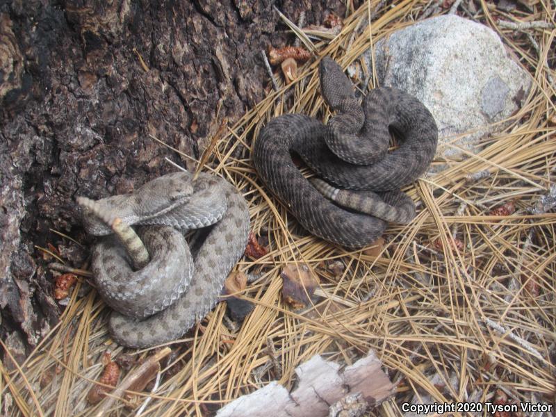 Western Twin-spotted Rattlesnake (Crotalus pricei pricei)