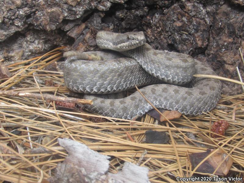 Western Twin-spotted Rattlesnake (Crotalus pricei pricei)