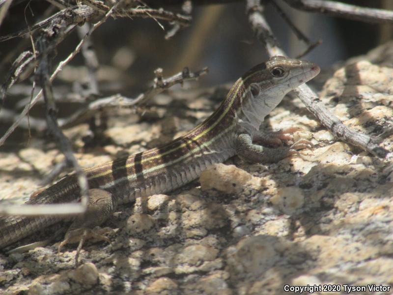 Sonoran Spotted Whiptail (Aspidoscelis sonorae)