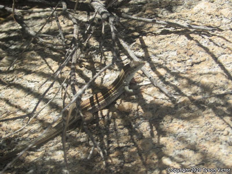 Sonoran Spotted Whiptail (Aspidoscelis sonorae)