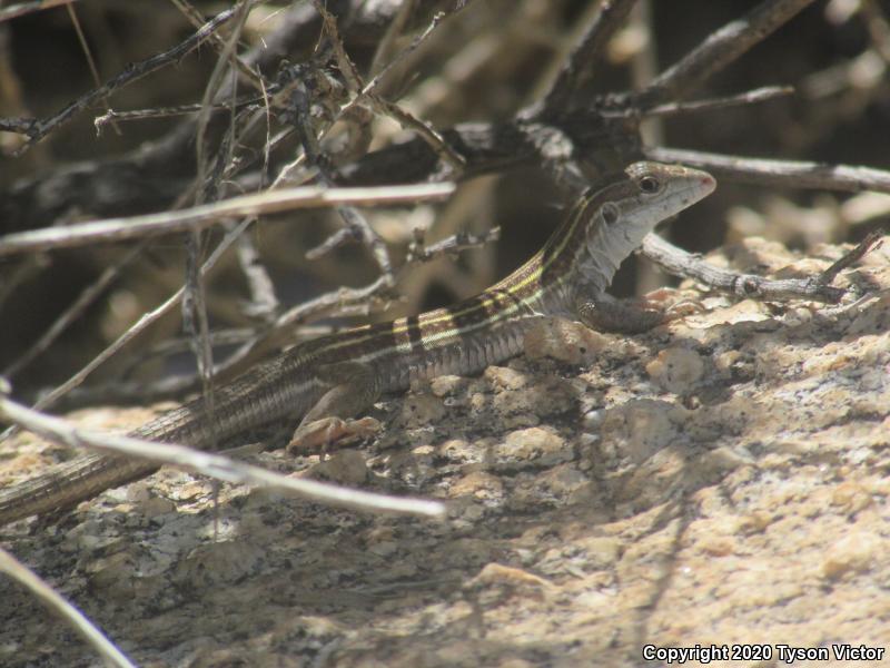 Sonoran Spotted Whiptail (Aspidoscelis sonorae)