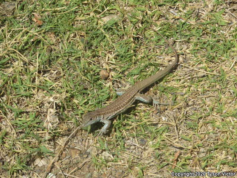 Chihuahuan Spotted Whiptail (Aspidoscelis exsanguis)