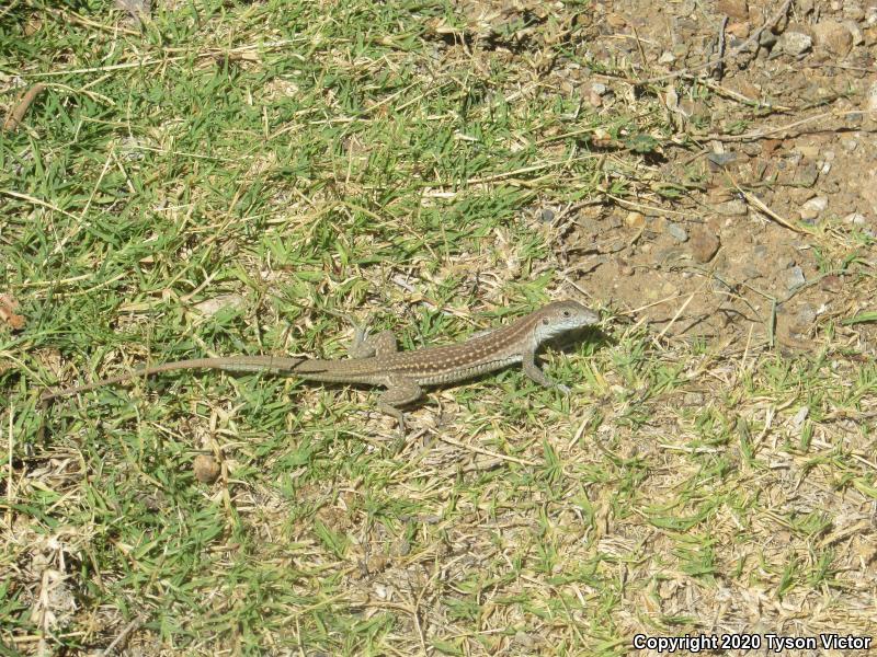 Chihuahuan Spotted Whiptail (Aspidoscelis exsanguis)