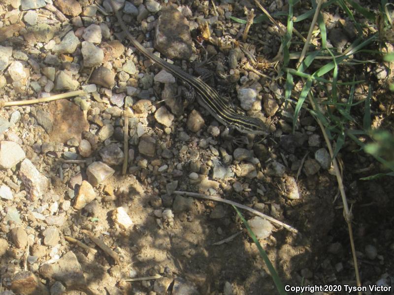 Sonoran Spotted Whiptail (Aspidoscelis sonorae)