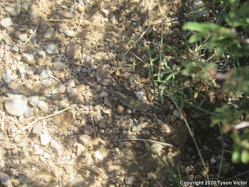 Sonoran Spotted Whiptail (Aspidoscelis sonorae)