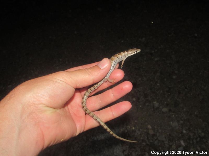 Arizona Alligator Lizard (Elgaria kingii nobilis)