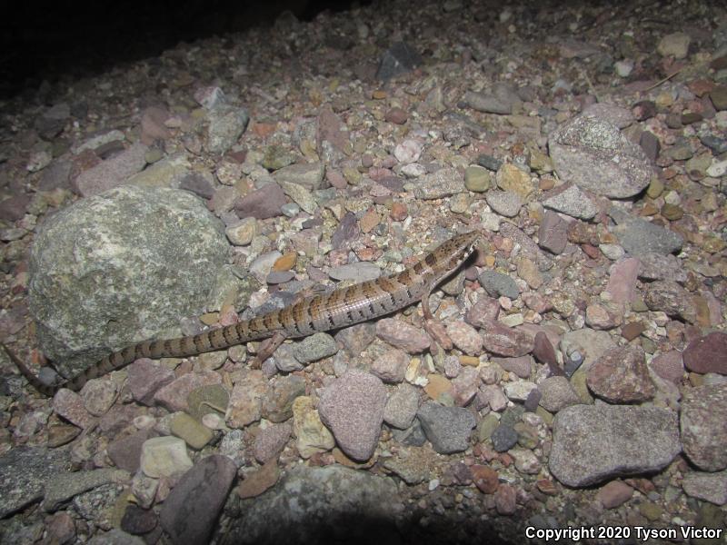 Arizona Alligator Lizard (Elgaria kingii nobilis)