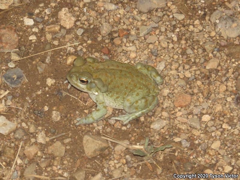 Sonoran Desert Toad (Ollotis alvaria)