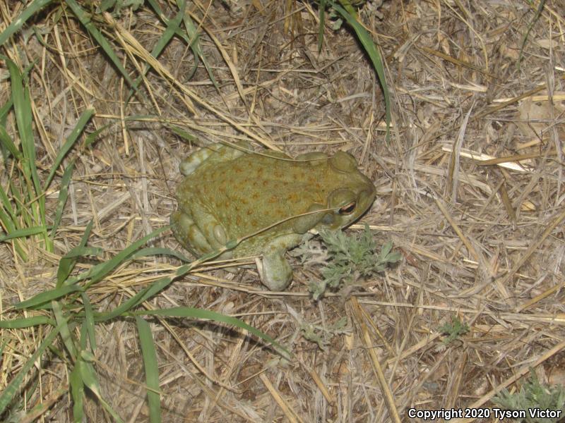 Sonoran Desert Toad (Ollotis alvaria)