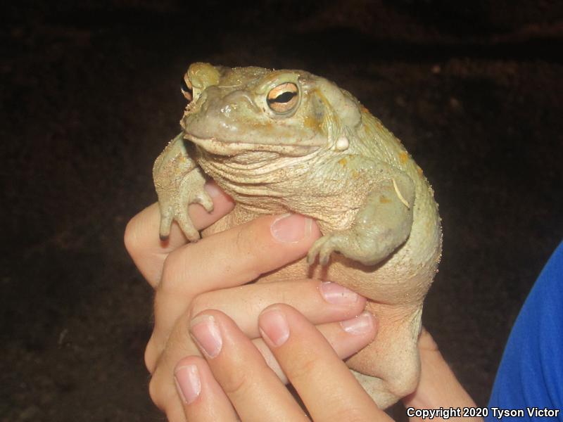 Sonoran Desert Toad (Ollotis alvaria)