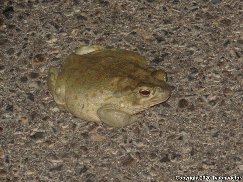 Sonoran Desert Toad (Ollotis alvaria)