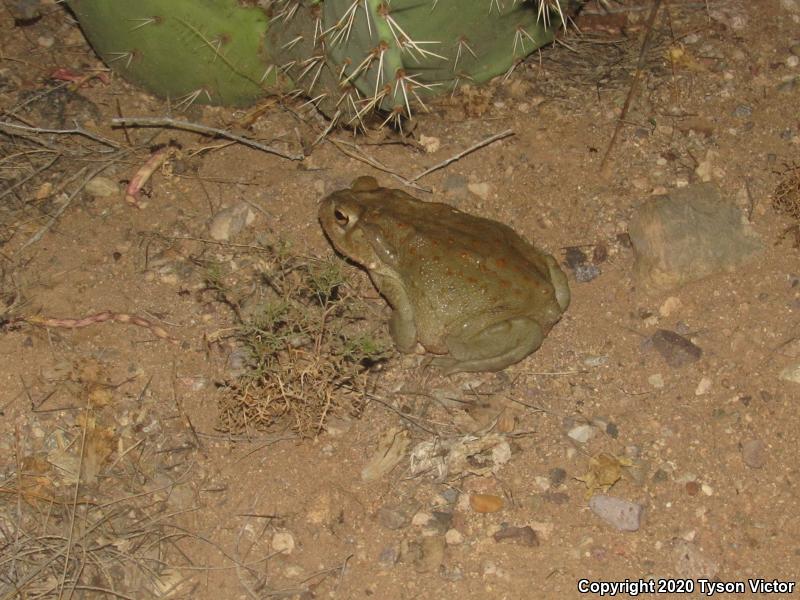 Sonoran Desert Toad (Ollotis alvaria)