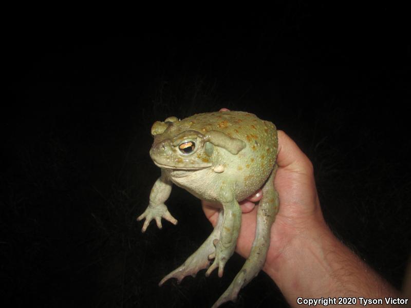 Sonoran Desert Toad (Ollotis alvaria)