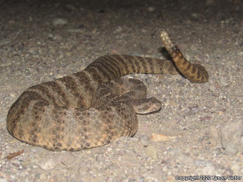 Tiger Rattlesnake (Crotalus tigris)