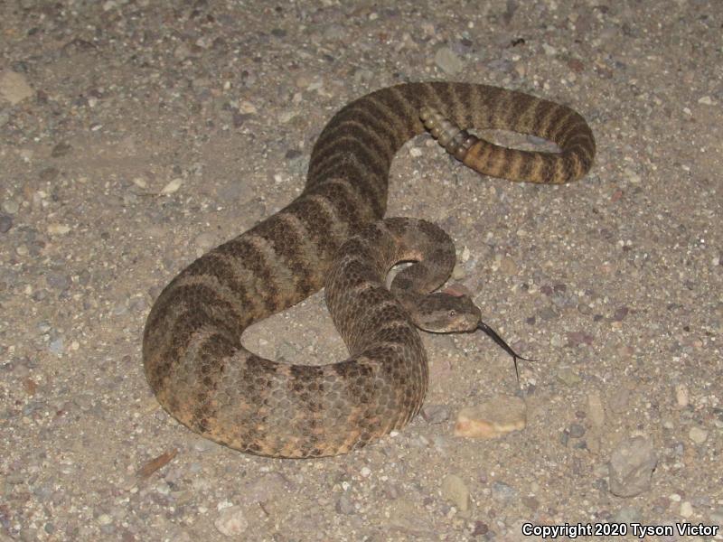 Tiger Rattlesnake (Crotalus tigris)