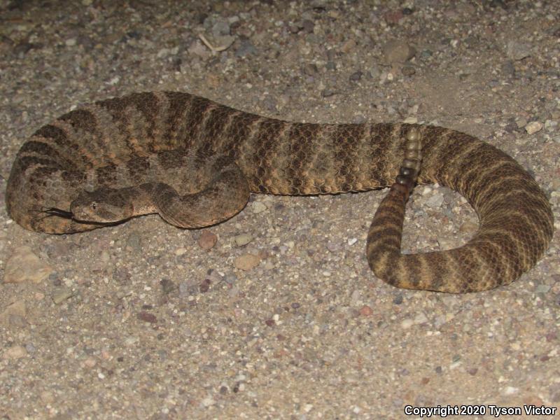 Tiger Rattlesnake (Crotalus tigris)