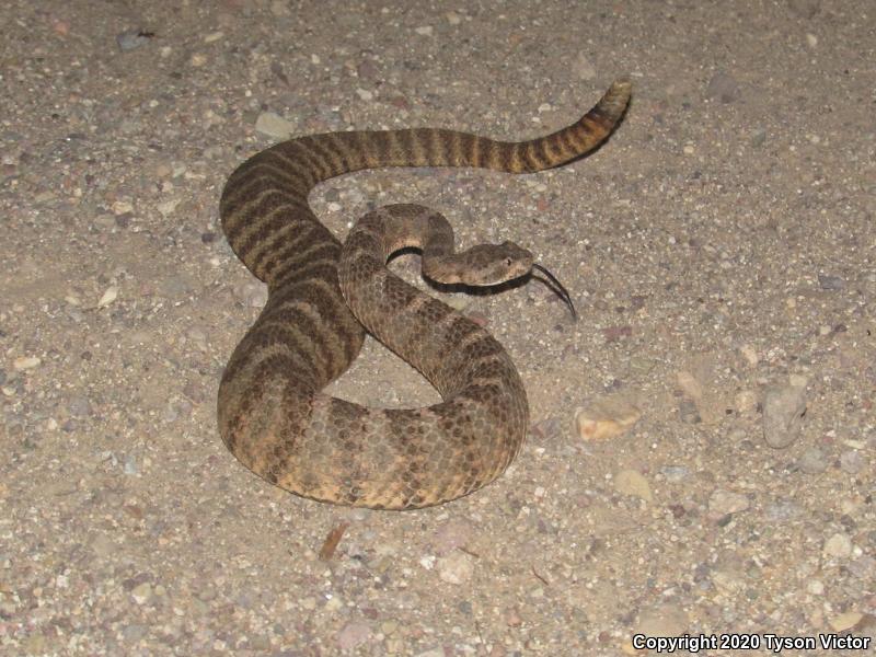 Tiger Rattlesnake (Crotalus tigris)