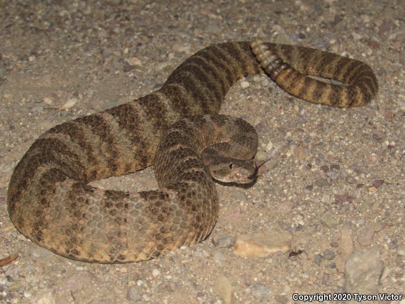 Tiger Rattlesnake (Crotalus tigris)