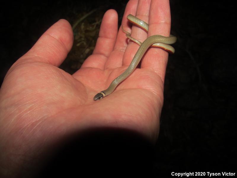 Chihuahuan Black-headed Snake (Tantilla wilcoxi)