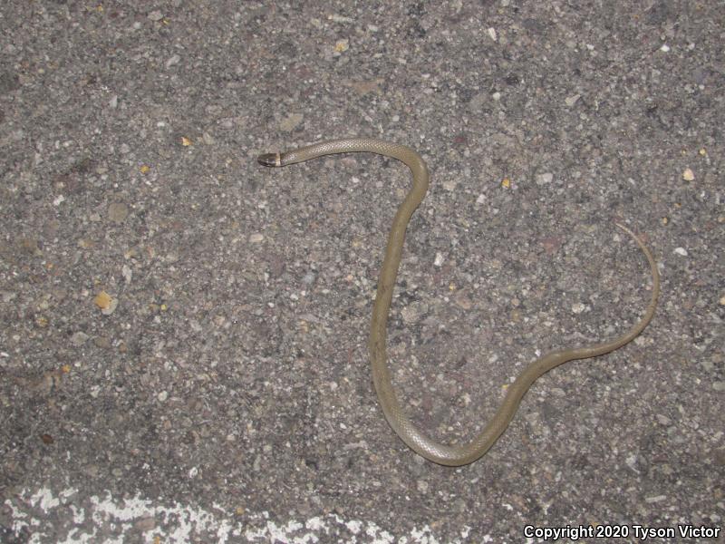 Chihuahuan Black-headed Snake (Tantilla wilcoxi)