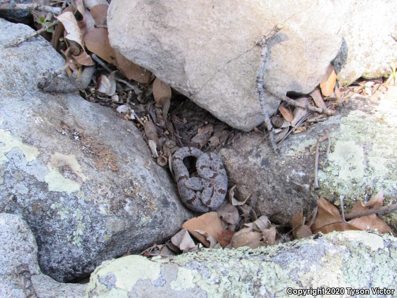 Banded Rock Rattlesnake (Crotalus lepidus klauberi)