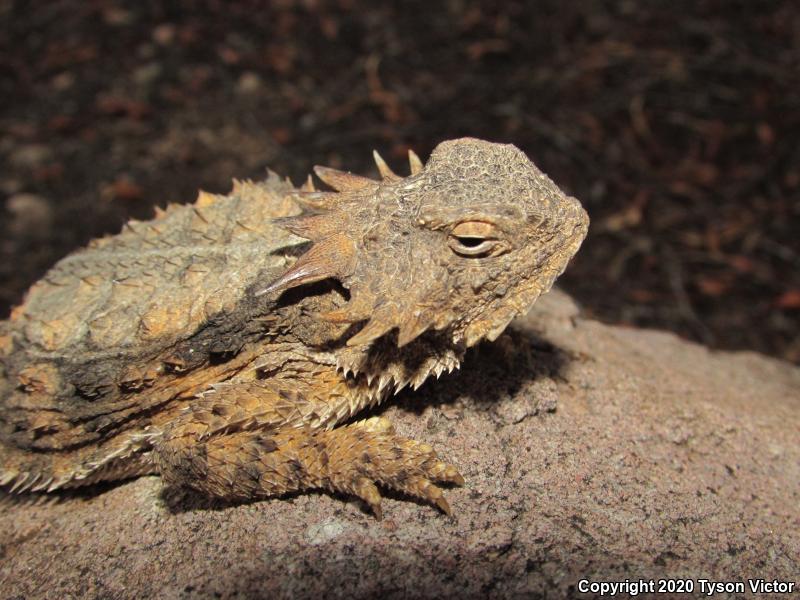 Regal Horned Lizard (Phrynosoma solare)