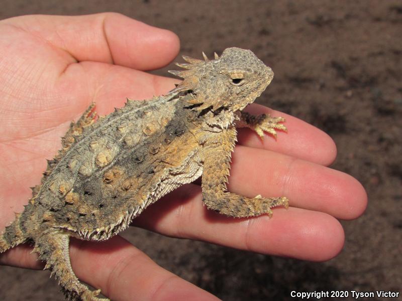 Regal Horned Lizard (Phrynosoma solare)