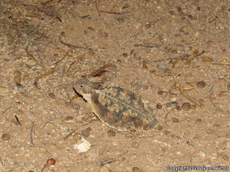 Regal Horned Lizard (Phrynosoma solare)