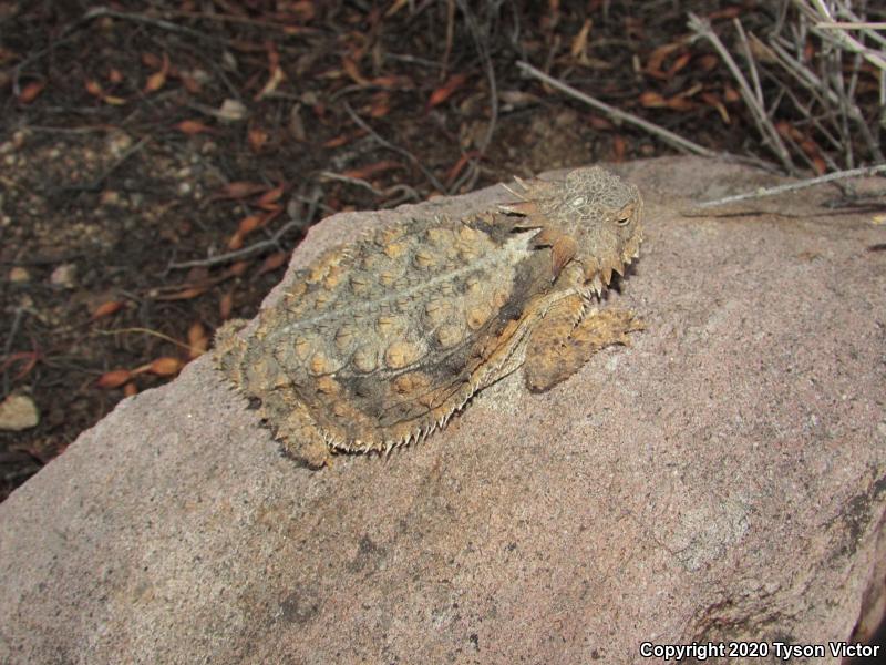 Regal Horned Lizard (Phrynosoma solare)