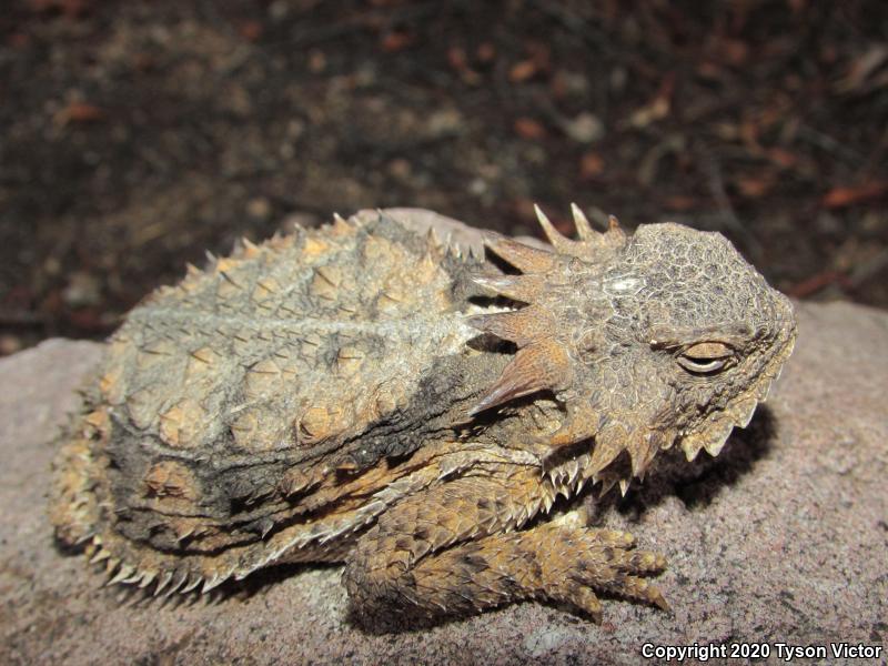 Regal Horned Lizard (Phrynosoma solare)