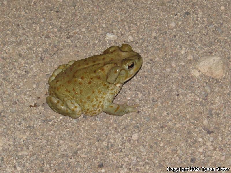 Sonoran Desert Toad (Ollotis alvaria)