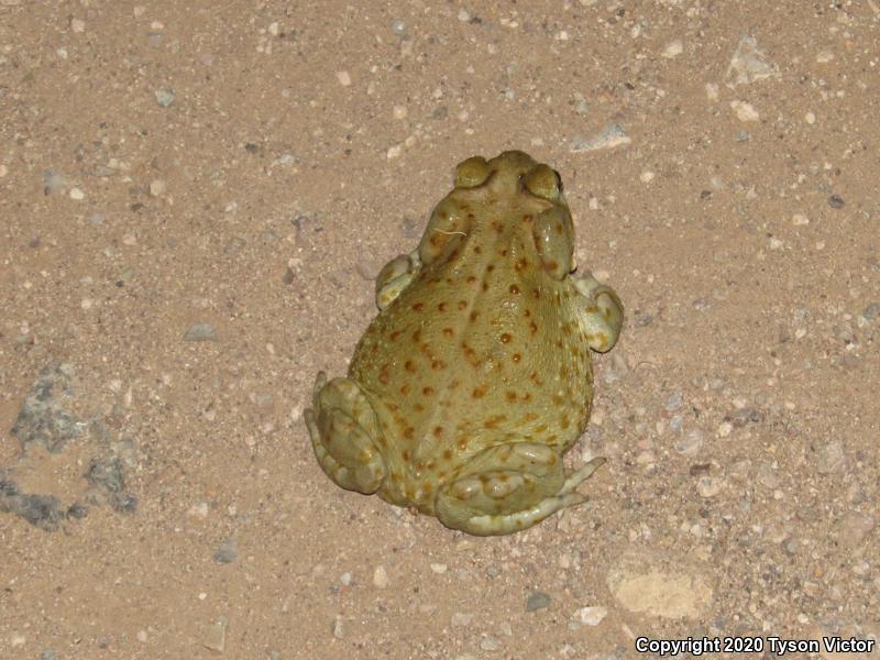 Sonoran Desert Toad (Ollotis alvaria)