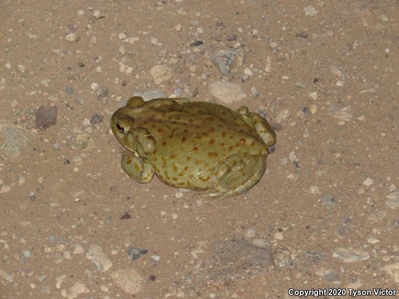 Sonoran Desert Toad (Ollotis alvaria)