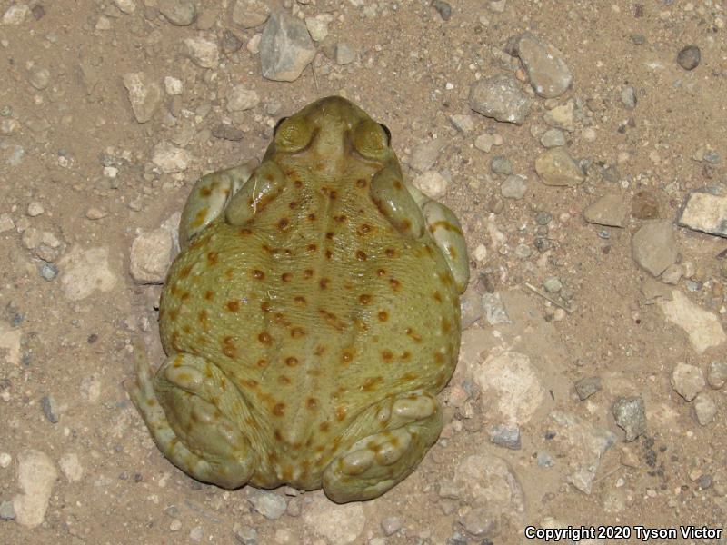 Sonoran Desert Toad (Ollotis alvaria)