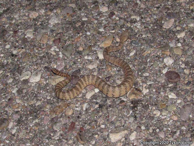 Tiger Rattlesnake (Crotalus tigris)