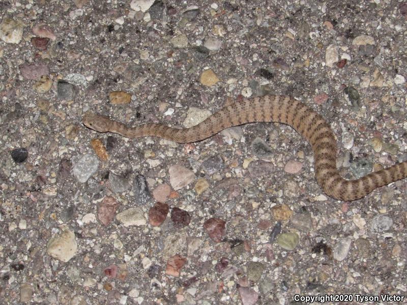 Tiger Rattlesnake (Crotalus tigris)