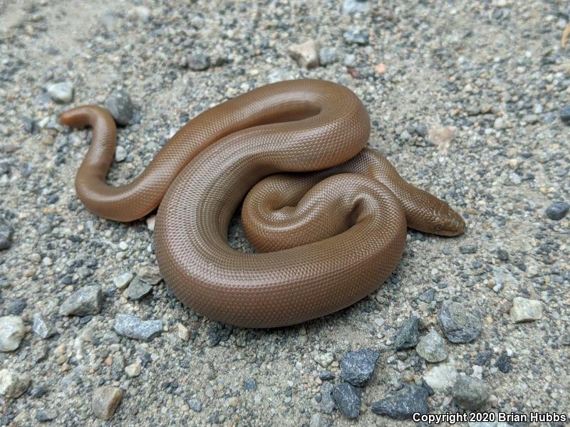 Northern Rubber Boa (Charina bottae)