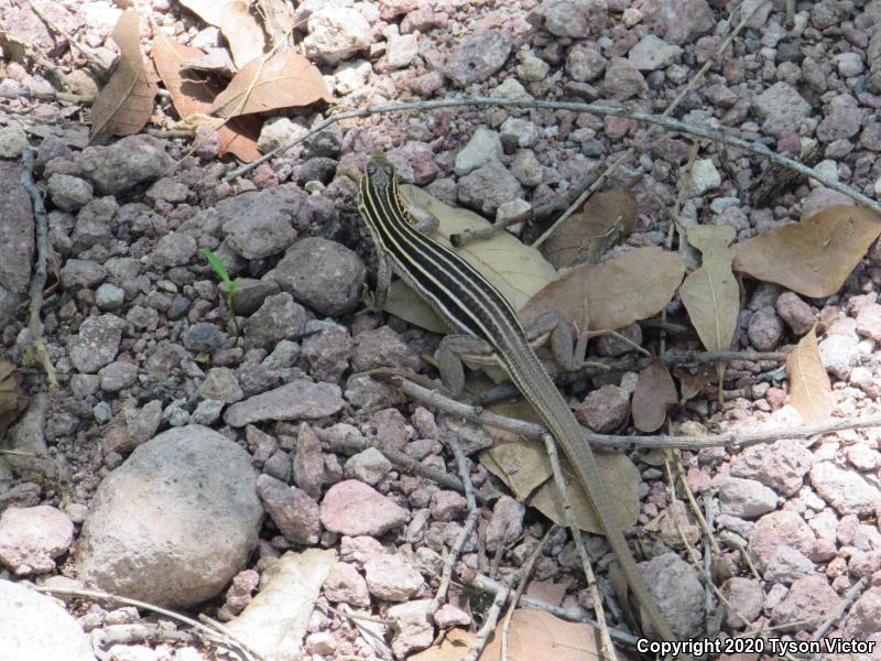 Sonoran Spotted Whiptail (Aspidoscelis sonorae)