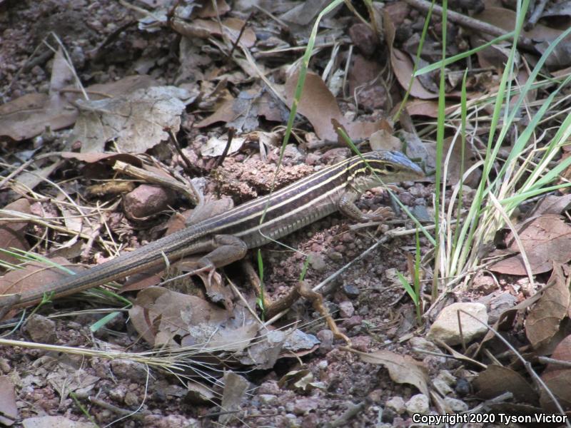 Sonoran Spotted Whiptail (Aspidoscelis sonorae)