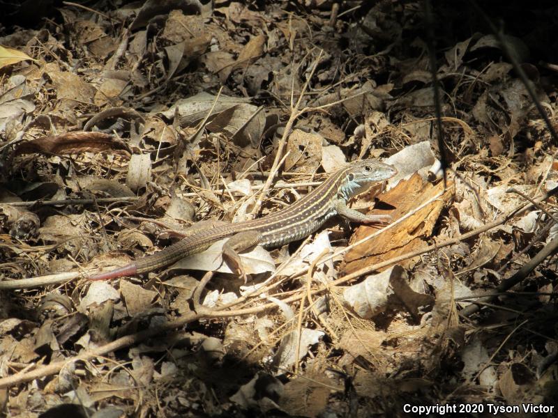 Sonoran Spotted Whiptail (Aspidoscelis sonorae)