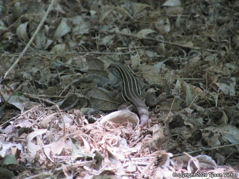 Sonoran Spotted Whiptail (Aspidoscelis sonorae)