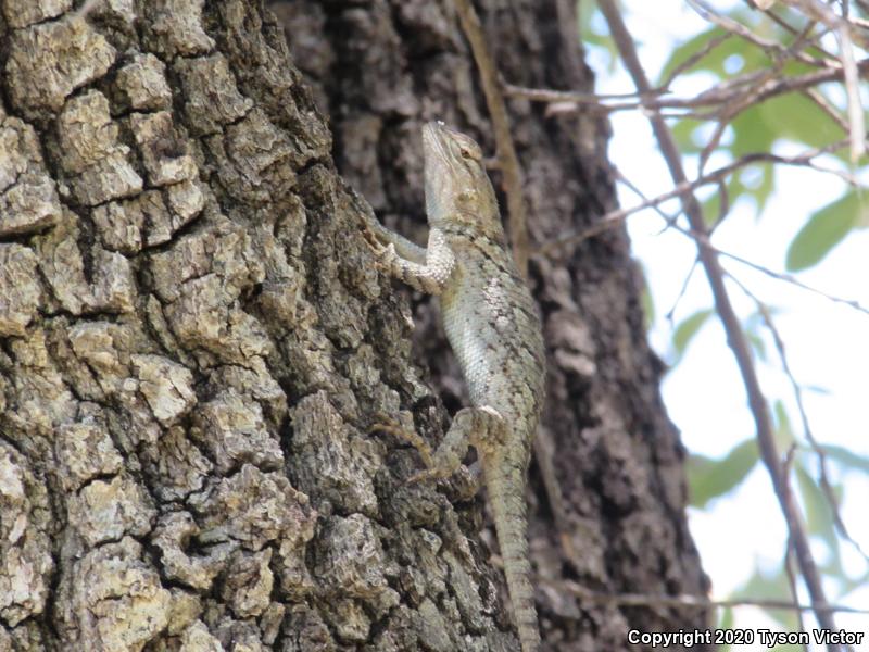 Sonoran Spiny Lizard (Sceloporus clarkii clarkii)